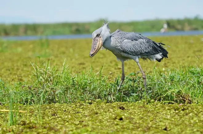 Ricerca privata del shoebill nella palude di Mabamba da Kampala