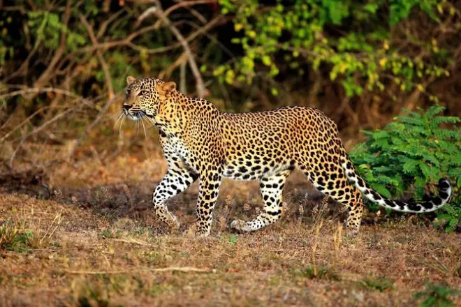 Safari em Yala saindo de Galle com almoço incluso no passeio