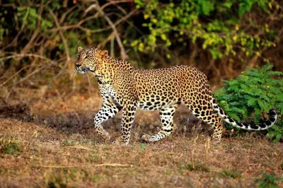 Safari em Yala saindo de Galle com almoço incluso no passeio