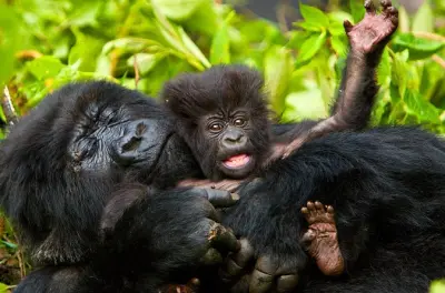 4-tägige Gorilla- und Goldmeerkatzen-Tour ab Entebbe