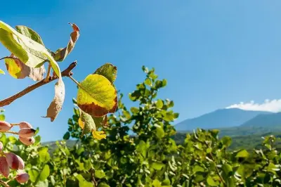 Private Mount Etna tour with pistachio farm lunch, Catania