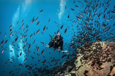 Plongée sous-marine à Ouranoupoli : Découverte PADI pour débutants