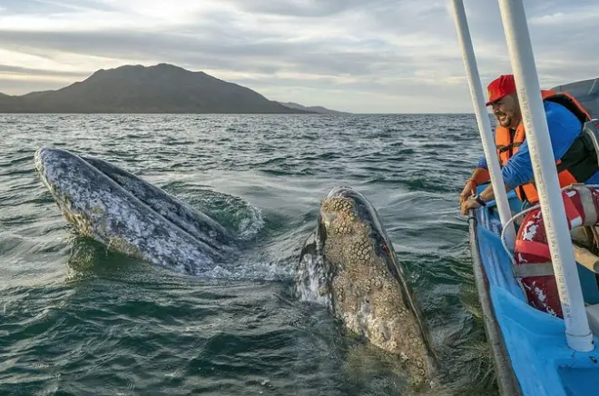 Baleines grises à Magdalena Bay, départ de La Paz