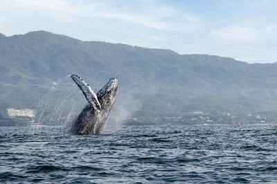 Vivez l’excitation de l’observation des baleines à puerto vallarta, naviguez près de los arcos, savourez fruits frais et sandwichs à bord. gilets de sauvetage et eau inclus.