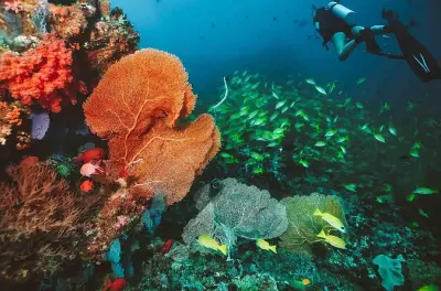 Angra dos Reis Diving: PADI-certified Crystal-clear Dives