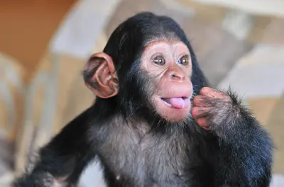Ngamba Island & Lake Victoria fishing tour: Chimpanzees, Nile Perch