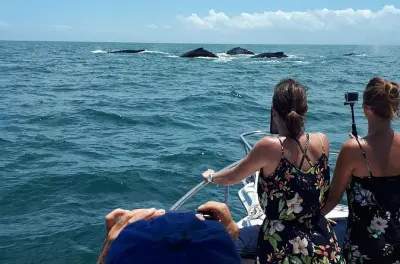 Whale Watching Pearl Islands: Private 27ft Boat Charter