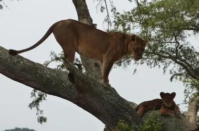 3-tägige Safari im Queen Elizabeth Nationalpark ab Kampala