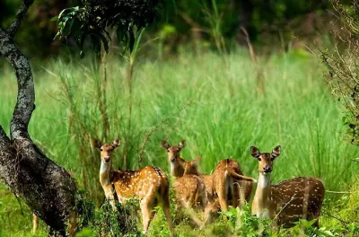 Safari 3 giorni a Chitwan da Pokhara con jeep ed elefante
