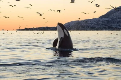 Découvrez la nature sauvage arctique lors d’un safari baleines en petit groupe en rib de tromsø à skjervøy. observez orques et rorquals de près, avec transfert, déjeuner et guides experts.