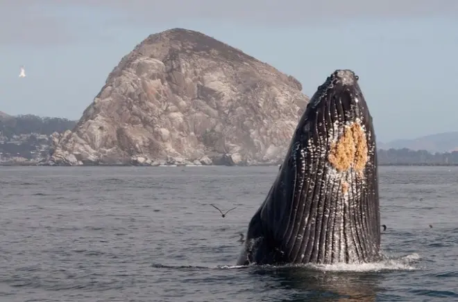 Avvistamento balene a Morro Bay: Megattere e balene grigie