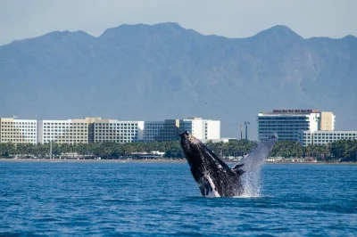 Watch humpback whales in puerto vallarta’s bay, enjoy a fresh buffet and open bar aboard a catamaran, plus live local commentary and easy pickup options.