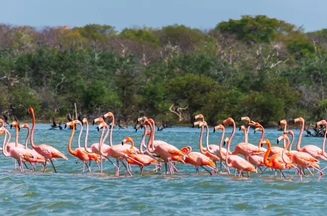 Flamingo-Schutzgebiet ab Santa Marta: Bootsfahrt durch die Lagune