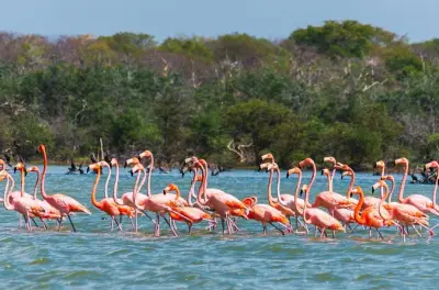Sanctuario dei fenicotteri da Santa Marta: Barca e laguna