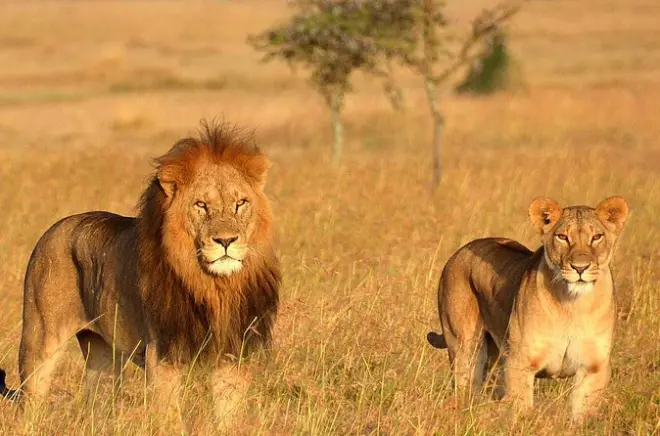 Safari in Tanzania: Tarangire, Serengeti e Ngorongoro in 5 giorni