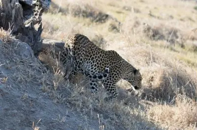 Chobe Nationalpark Safari: Pirschfahrt und Flussfahrt