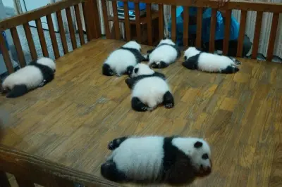 Visite privée panda à Chengdu : Base des pandas et sculpture