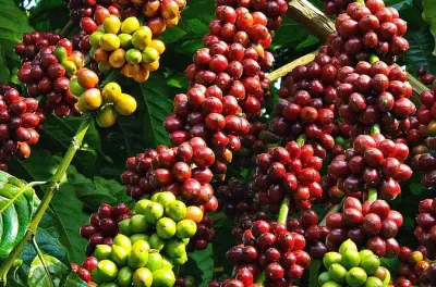 Buon Ma Thuot : Plantations, usines et récolte du café en journée