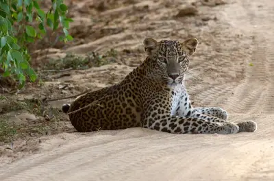 Yala-Nationalpark Privatsafari: Leoparden & Elefanten beobachten