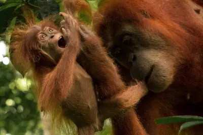 3-day jungle trekking & rafting: Gunung Leuser orangutans