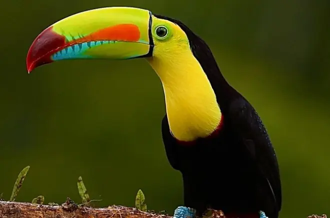 Avistamiento de aves en Monteverde: 600 especies y binoculares gratis