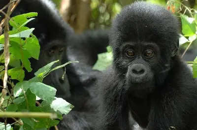 3-tägige Gorilla-Trekking-Expedition: Bwindi Impenetrable Forest