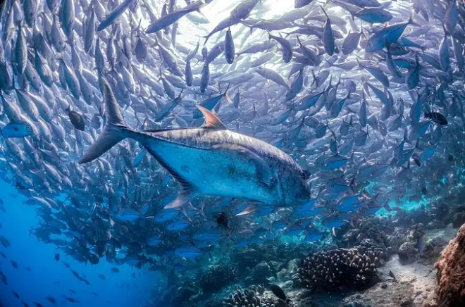 Plongée PADI Open Water à Kota Kinabalu : Cours de 3 jours
