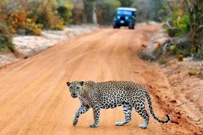 Yala Safari ab Ella: Private Jeep-Tour mit flexiblem Rücktransfer