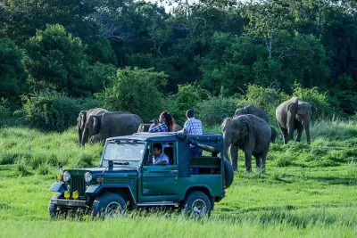 Safari em Udawalawe: Jeep privado, elefantes e traslado para Ella