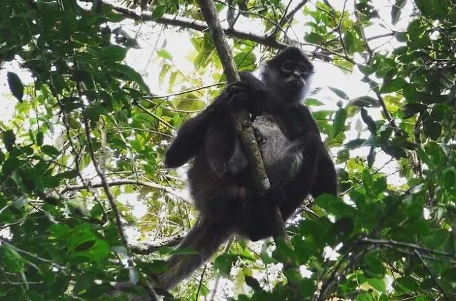 Punta Laguna : 6 h d’aventure privée avec singes sauvages