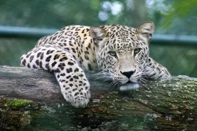 Full-day Safari Tour in Chobe: River and Game Drive