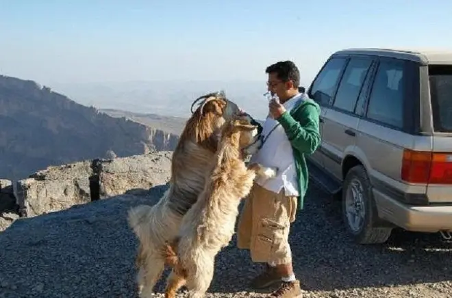 Jebel Shams e Nizwa da Muscat: Viste sul Grand Canyon