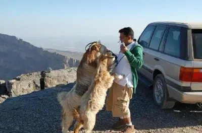 Jebel Shams & Nizwa Tagesausflug ab Muscat: Grand-Canyon-Blick