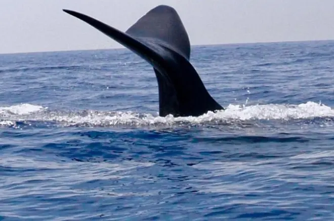 Dolphin and whale watching Trincomalee: 2 hours at sea