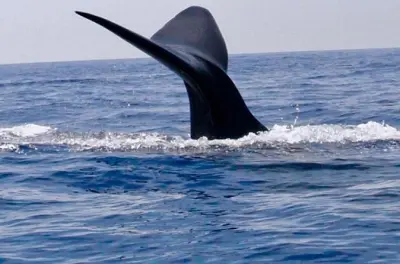 Observation des dauphins et baleines à Trincomalee : 2 heures en mer