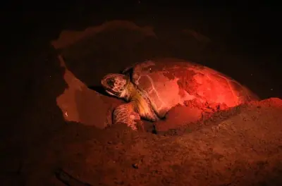 Tortues marines à Tortuguero : Visite nocturne de juillet à octobre