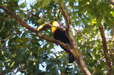 Soberanía Park hike: Rainforest canopy & wildlife near Panama City