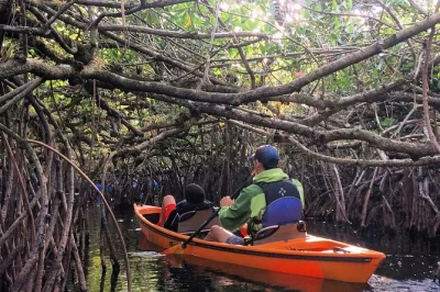 Erkunde die everglades per kajak durch enge mangroventunnel mit einem biologen. entdecke alligatoren, orchideen und seltene vögel. snacks, wasser und drybags inklusive.