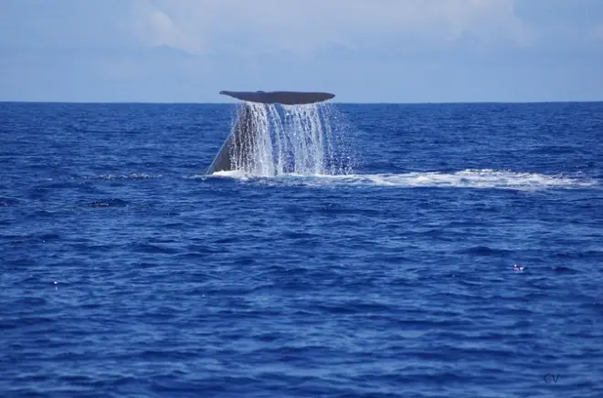 Walbeobachtung Mauritius: Private Speedboot-Tour Westküste