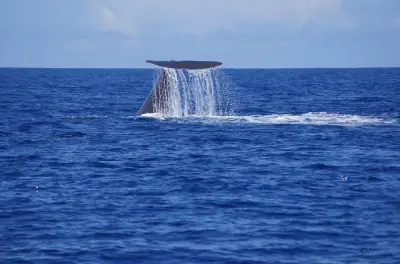Avvistamento balene Mauritius: Motoscafo privato, costa ovest
