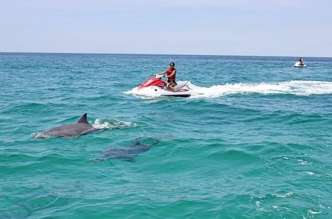 Waverunner Dolphin Tour: Ride Jet Skis in Choctawhatchee Bay