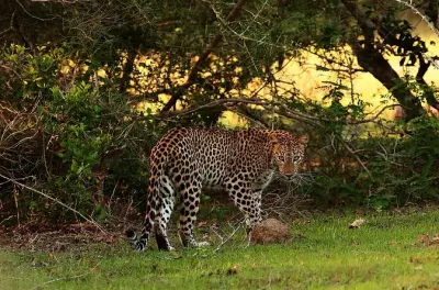 Safári em Wilpaththu saindo de Negombo: Leopardos e menos multidões
