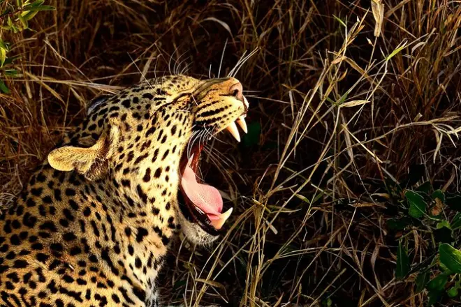 Reserva Hluhluwe Imfolozi safari Big 5 y aldea zulú
