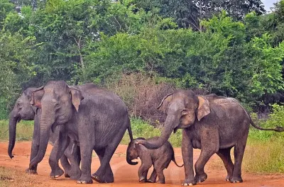 Safari de 3 horas no Parque Nacional Udawalawe saindo de Galle