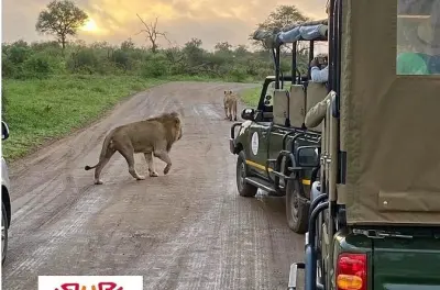 Safari 2 jours au Kruger depuis Nelspruit : Big 5 et lodge