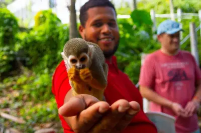 Tirolesa en Cabarete con encuentro de monos ardilla