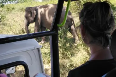 Safari em Udawalawe saindo de Colombo para ver elefantes selvagens