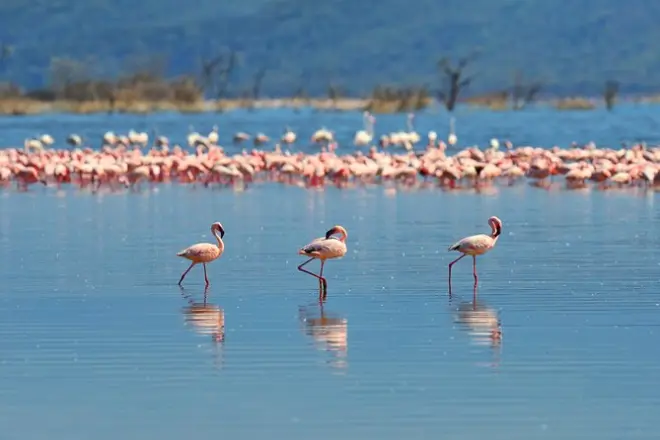 Tour por la isla de Bonaire: Ruta norte y sur con guía
