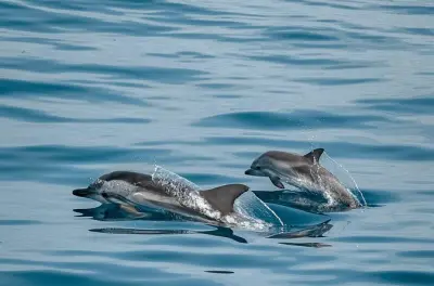 Schnorcheln in Teneriffa: Katamaran mit Wal- und Delfinbeobachtung