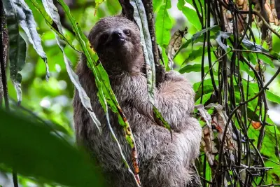 Guanacaste Rainforest Safari with Meal: Wildlife and Waterfall